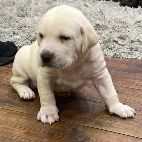 cane corso mastiff puppies