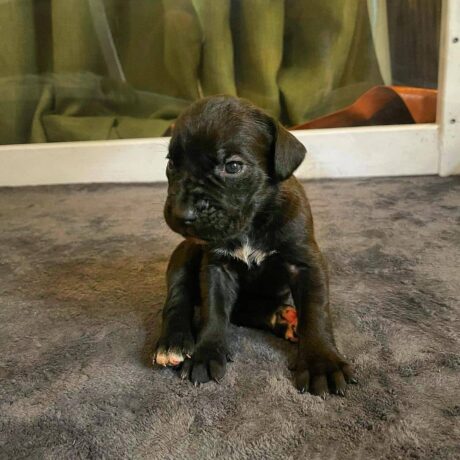 black cane corso