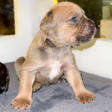 cane corso dog