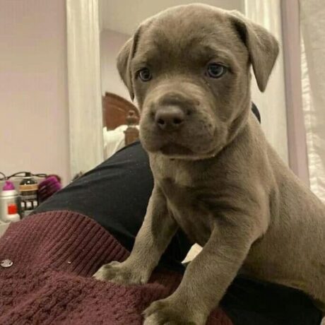 cane corso puppies for sale in va