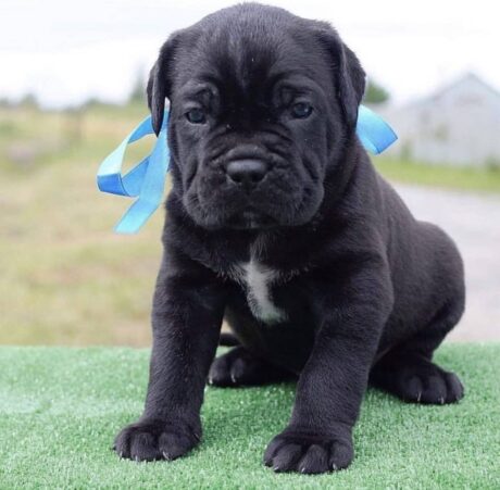 cane corso puppies in texas