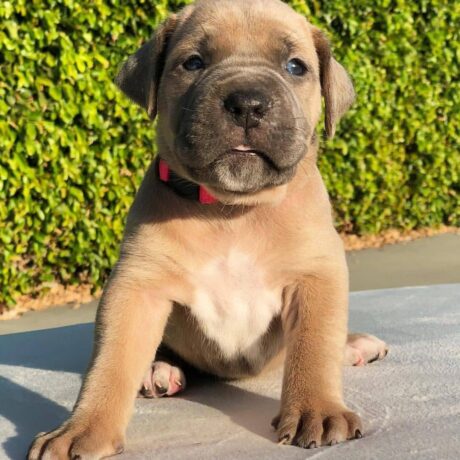 cane corso puppies for sale under $500