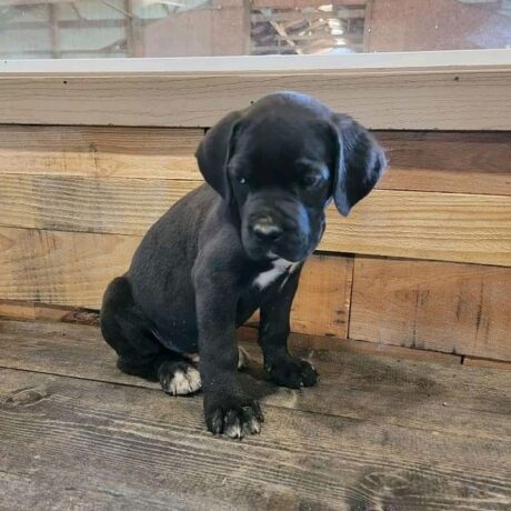 cane corso puppies for sale in california