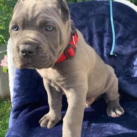 cane corso puppies for sale florida