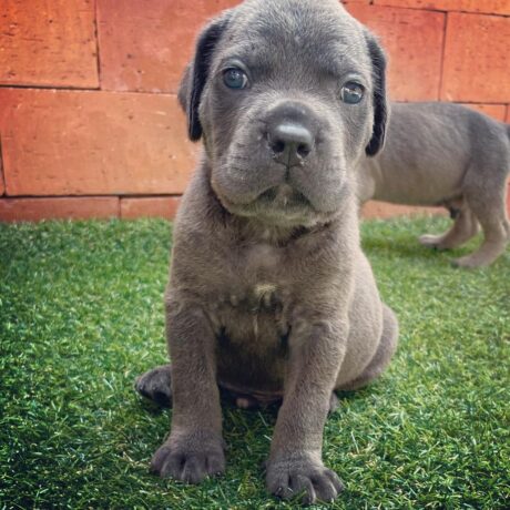 white cane corso puppies for sale