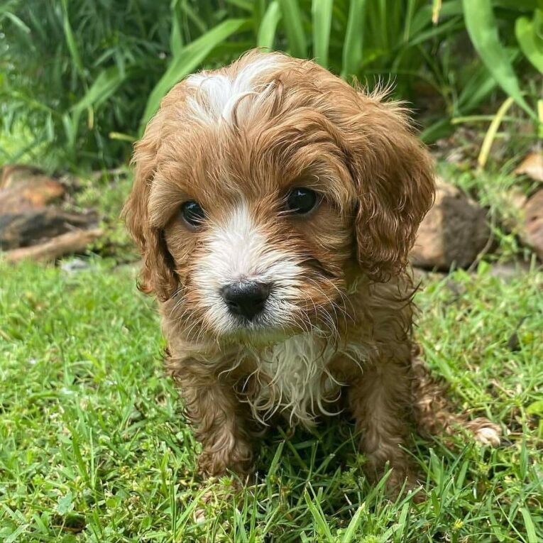 cavapoo.kennel_1639432900442213