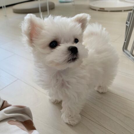 Mini Maltese puppies for sale