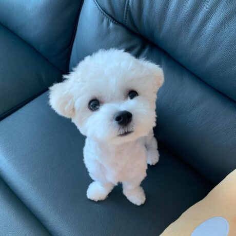 Maltese poodle for sale