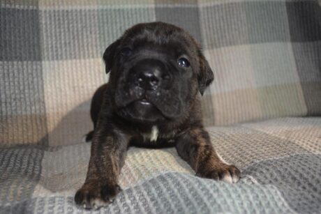 cane corso pitbull mix puppies for sale