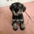 Webbie/PUPPY RESERVED❌