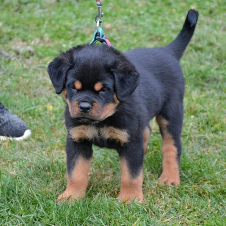 javier_rottweiller_puppy_1641985401904739