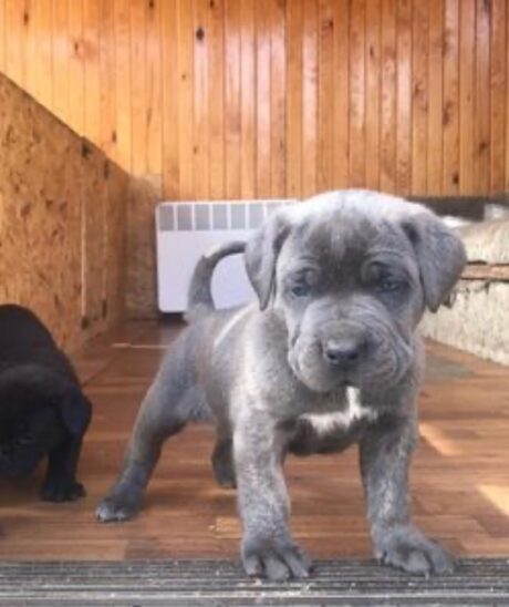 cane corso breeders minnesota