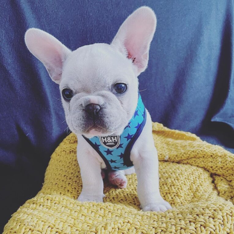 levi_the_kid_frenchie_1642792970567308