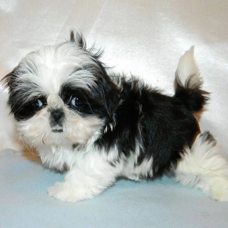 lilbeantheshihtzu_1641657505920721