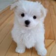 Maltese breeders