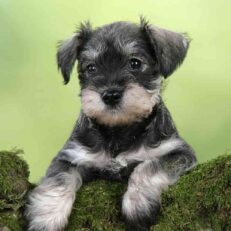 Miniature Schnauzer puppies for sale