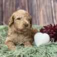older goldendoodles for sale