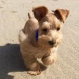 Brianna/PUPPY SOLD❌