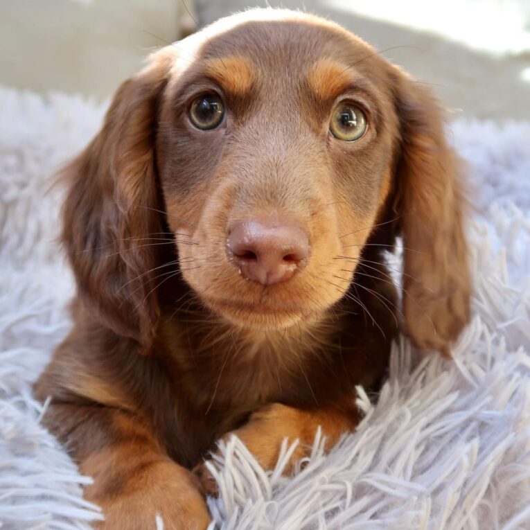 onatahdachshunds_164024812359794