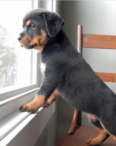 rottweilers for sale near me