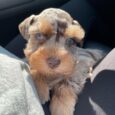 KOBE/PUPPY SOLD❌