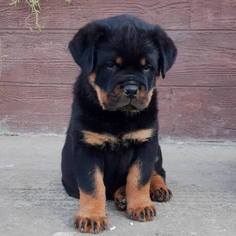 rottweilers for sale