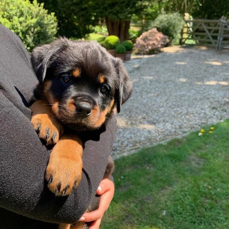 rottweiler.puppies.for_.sale000_1641985073747327