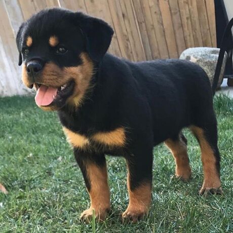 white rottweiler puppy