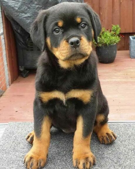 rottweiler puppies craigslist