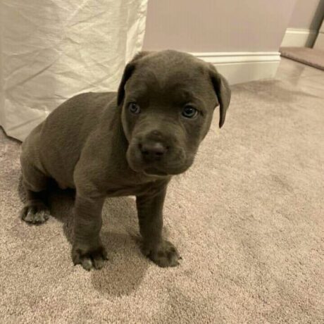 cane corso puppies for sale az