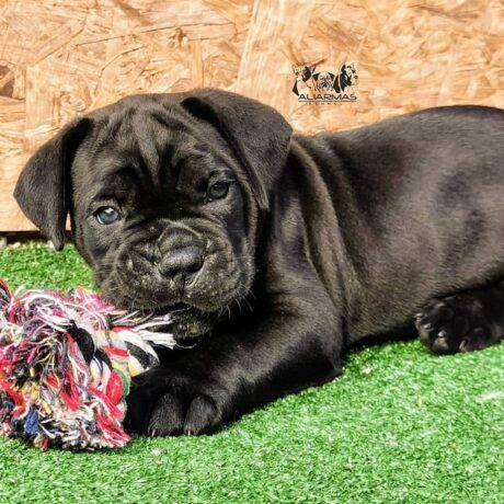 cane corso puppies for sale ohio