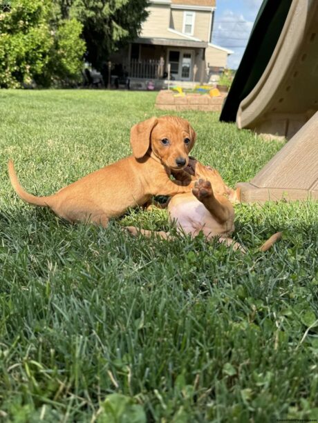 mini dapple dachshund puppies for sale/Toy dachshund puppies