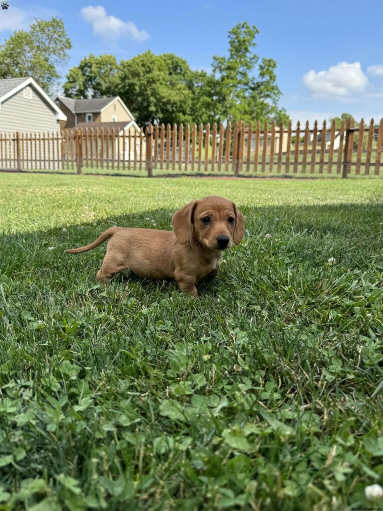 mini dapple dachshund puppies for sale/Toy dachshund puppies