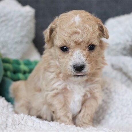 maltipoo puppies black and white