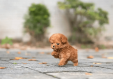 Poodle Puppies for sale|Toy Poodle Puppies for sale