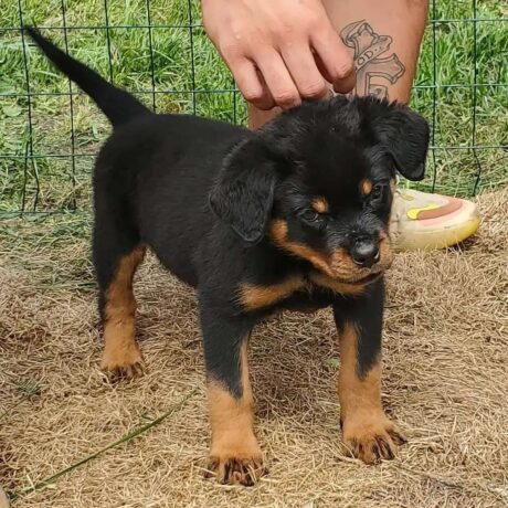 Rottweiler hound mix